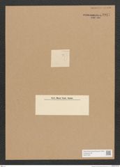 Diatomeae indet. Zeichnungen Sammlung Grunow Nr. 3917 (NHMW-BOT-W0371651)